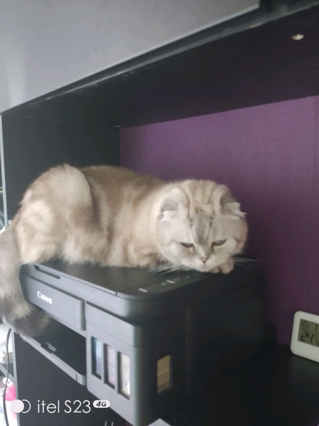 Софья