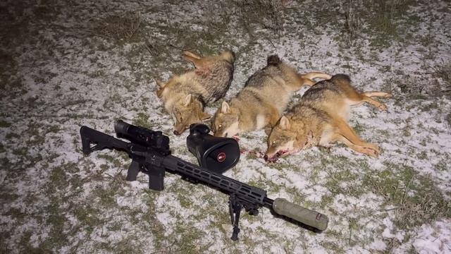Охота на шакала. Отстреляно пятнадцать хищников!!!