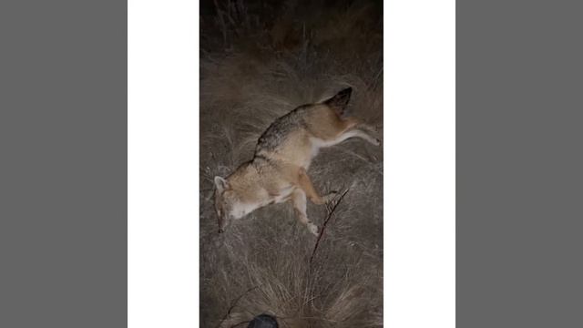Вой шакала прервал звук выстрела
