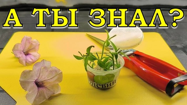 КАК сохранить ПЕТУНИЮ зимой? 2 простых способа💮💮💮