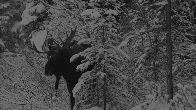 KASPARIAN — Under The Siberian Stars юрий каспарян, группа кино, виктор цой, Каспарян