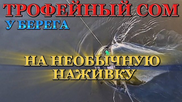 ТРОФЕЙНЫЙ СОМ НА КВОК НОЧЬЮ. Ловля сома.