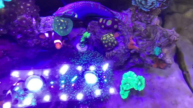 Пропадают Эуфилии