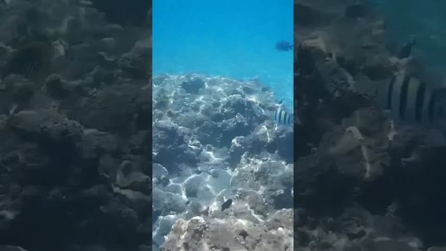 Подводное царство Шарм-эль-Шейха#рекомендации #naamabay#naama #шармэльшейх2024 #топ