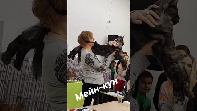 Наш главный кот питомника породы мейн-кун Zhanar выставка 2023 года. Присвоен титул чемпиона породы.