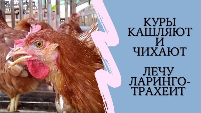 Заболели куры: чихают, кашляют. Ларинготрахеит у кур. Лечение без антибиотиков | ЛПХ Курочка