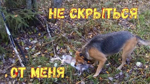 Охота на зайца 05.10.24