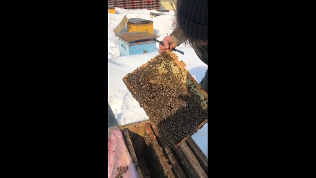 500+ Сверхранняя выставка пчёл. Часть 1.