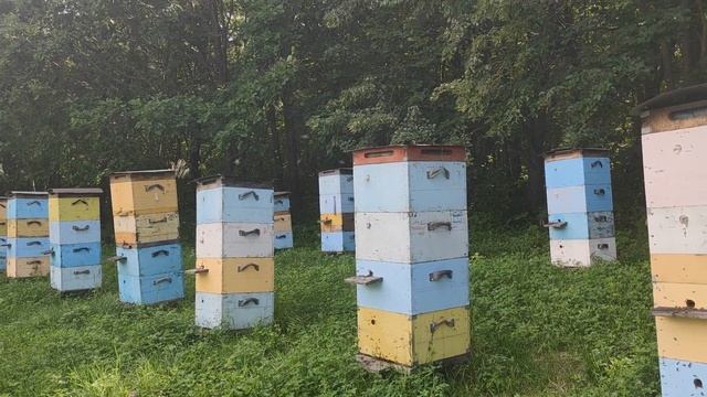 500+ Залог сильных семей - удачная борьба с клещом.