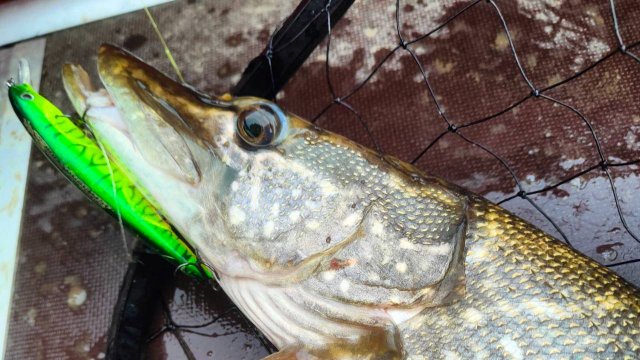 Рыбалка.Ловля осенью на спиннинг.Подобрал рабочий воблер на щуку.Как поймать щуку на спиннинг.