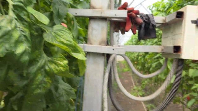 Розовый томат Пинк Айди,, 15 мая 2024 год.