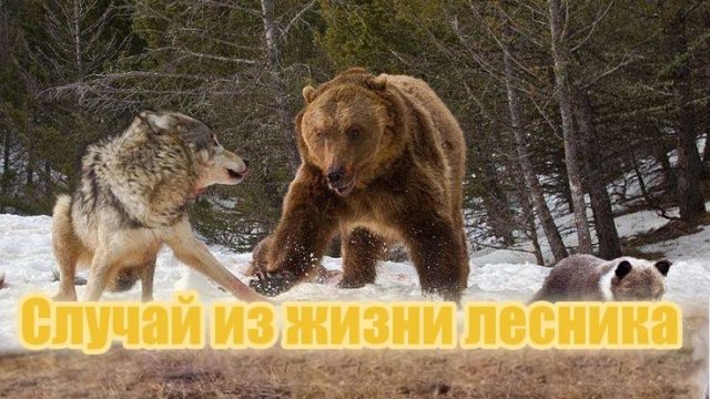 Случай из жизни лесника