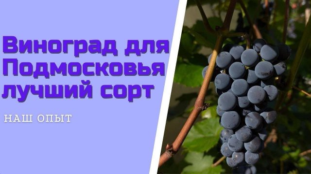 Виноград для Подмосковья лучший сорт урожай в 2021 году