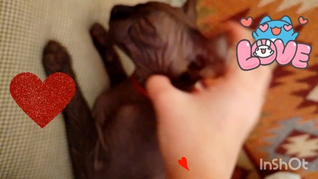 кися ♡