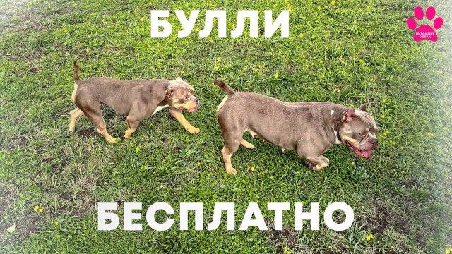 Раздаем бесплатно - Американских Булли! Но не всем. Выбираем лучших хозяев для наших собак!