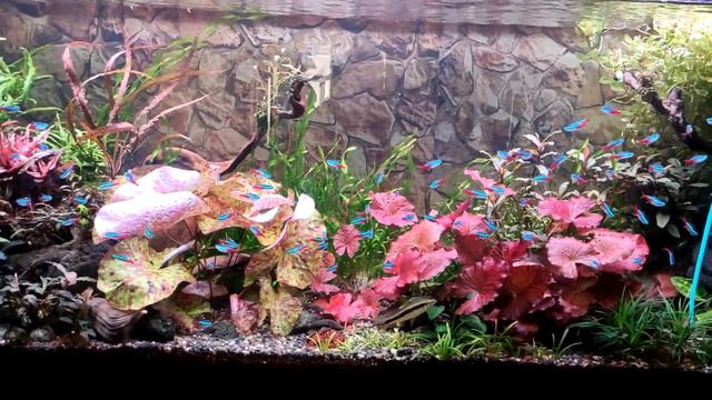 Коряга для аквариума, подготавливаем для дальнейшего использования.