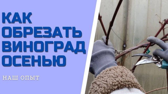 КАК ОБРЕЗАТЬ ВИНОГРАД ОСЕНЬЮ для начинающих пошаговое видео