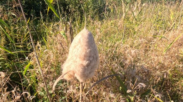 Рогоз распушился