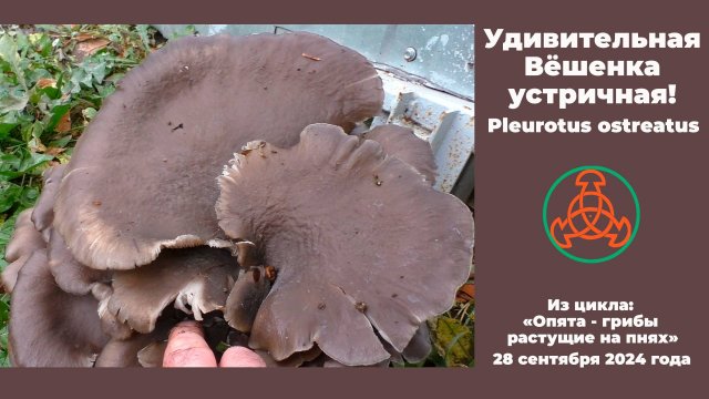 Удивительная Вёшенка устричная!