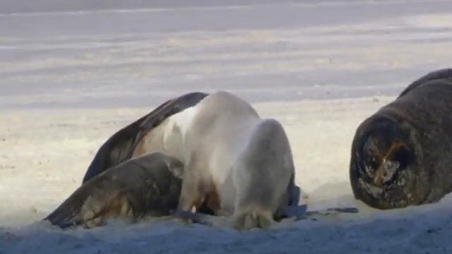 (Windows 7) Wildlife video
