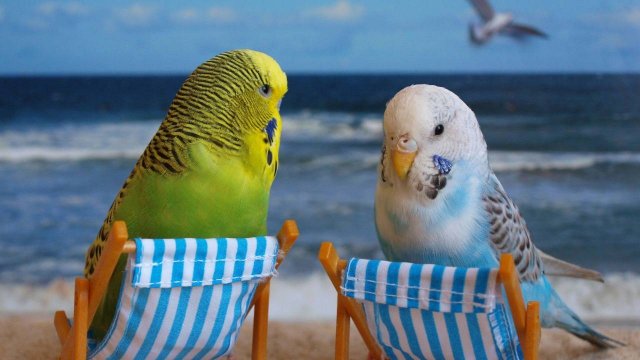 ГОВОРЯЩИЕ И САМЫЕ СМЕШНЫЕ ПОПУГАИ со всего мира | ПРИКОЛЫ С ПОПУГАЯМИ | FUNNY PARROTS часть 8