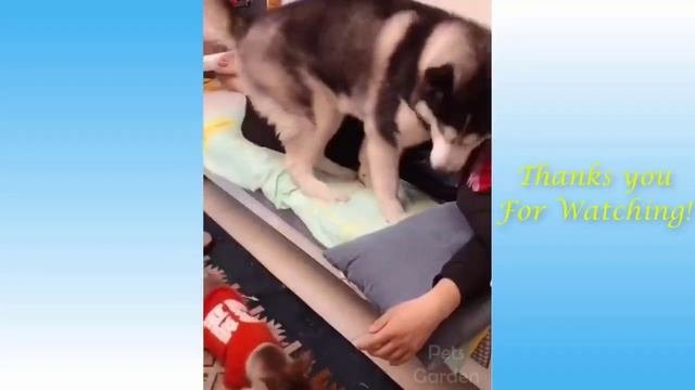 Забавная И Милая Кошачья и Собачья Жизнь - Лучшие Друзья Видео #котики