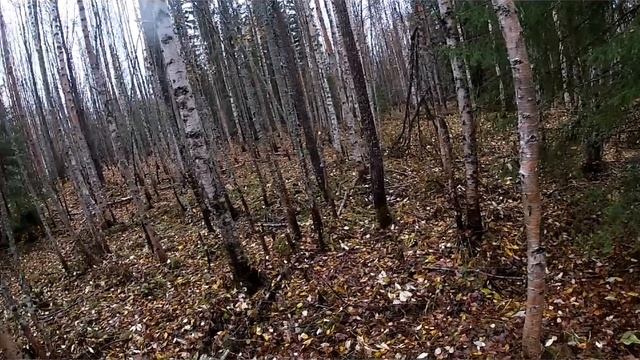 2024-10-18-Охота с гончими.