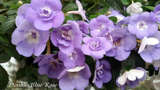 Сад Achimenes