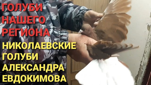 Николаевские голуби Александра Евдокимова. Голуби нашего региона.