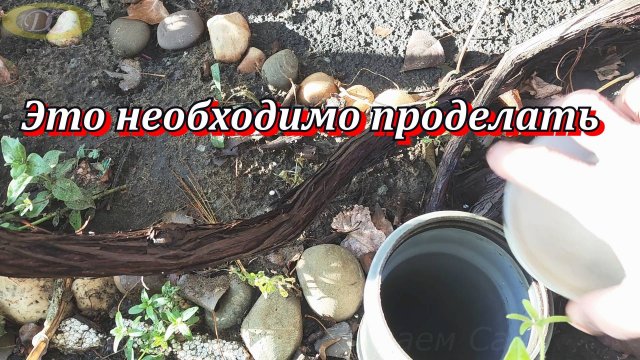 Это необходимо проделать перед укладкой винограда на зимовку.Как выглядит виноград осенью.