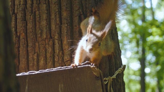 Квест в Царицыно для детей 7-12 лет
