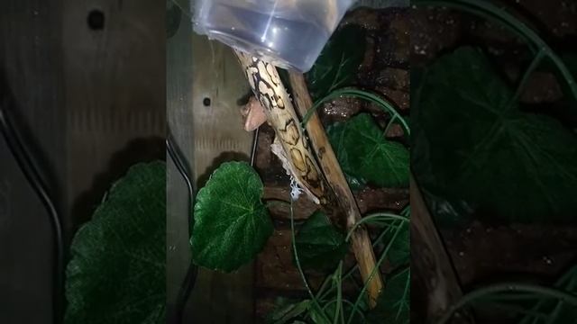 Бананоед линяет