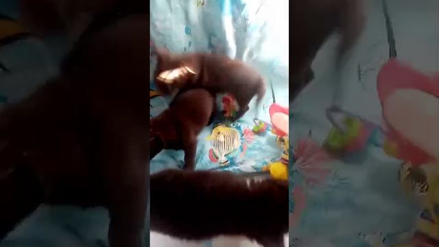 малыши играют.mp4