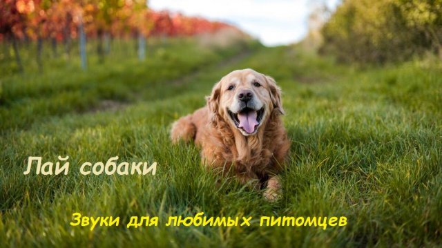 Лай собаки. Звуки для любимых питомцев. Лай питомца