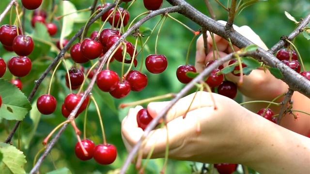 Названия фруктов на английском языке для детей.