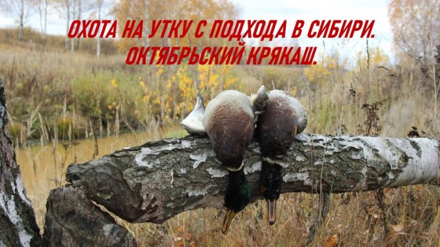 Охота на утку с подхода в Сибири. Октябрьский крякаш.