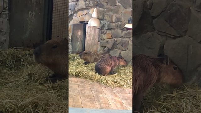 Капибары
