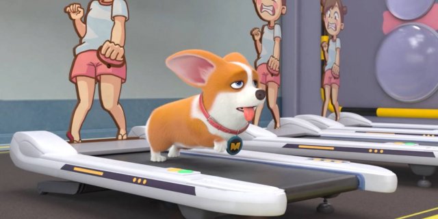 Корги по имени Моко. Домашние животные 2, 6 серия. Контрольное взвешивание