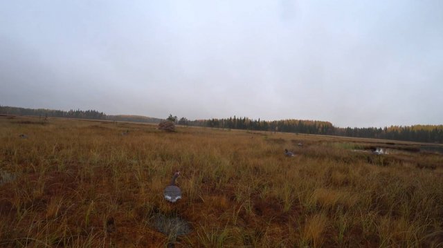 ПРИШЛИ В ИЗБУ ОХОТА НА ГУСЯ ПОШЛА НЕ ПО ПЛАНУ МЕДВЕДЬ РАЗОРЯЕТ УЛЬИ