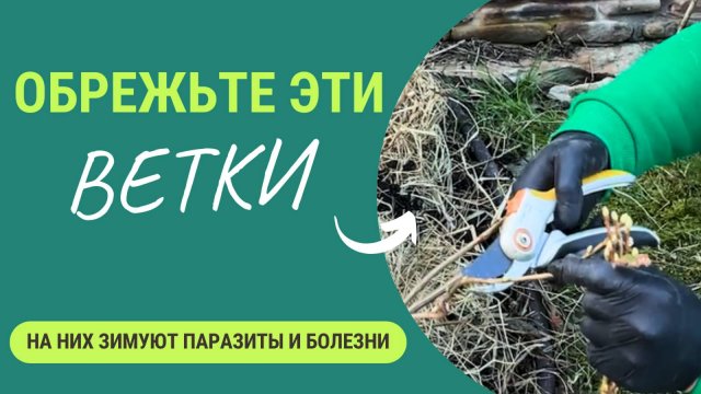 Эти ветки - собиратели вредителей и болезней у смородины. Обрежьте их и куст станет здоровым!