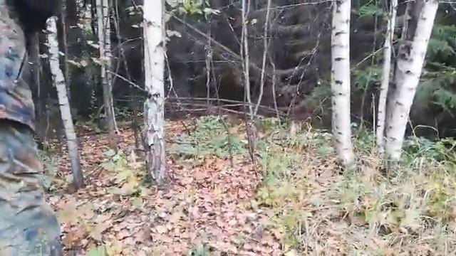 Охота на медведя в Удмуртии 5 сентября 2019г. Из под собак