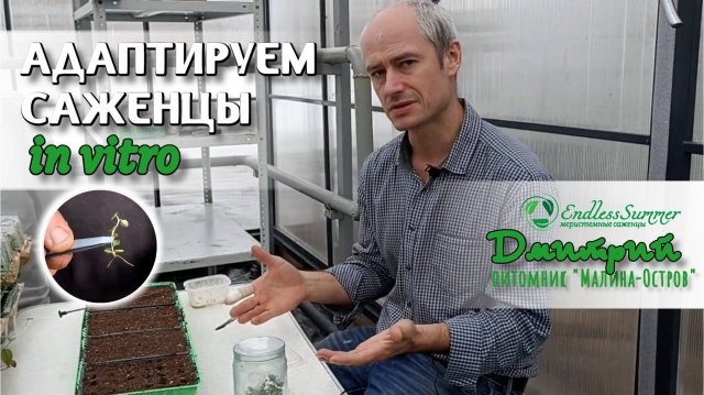 Адаптируем саженцы in vitro