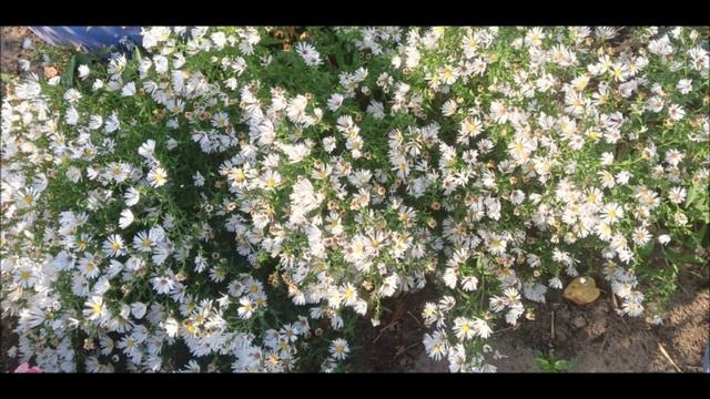 Мир цветочной красоты