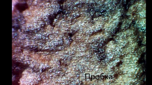 Как выглядят под микроскопом разные предметы