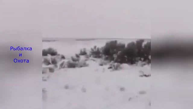 Русская охота  Необычные случаи на охоте #7