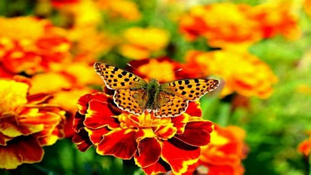 Музыкальный-клип. Мечта. Кристина Орбакайте - Мой Мир