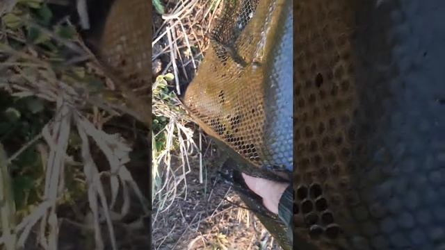 ловим карпа в своём пруду на раколовку