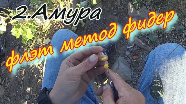 РЫБАЛКА НА ФЛЭТ МЕТОД ФИДЕР. Амуры 12 и 14 кг .Как ловить на флэт метод фидер.рыбалка белый амур.