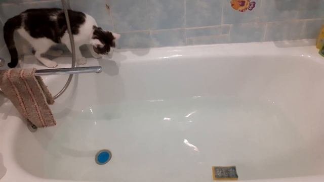 смотреть до конца/ кот упал в ванну/ приколы с котами/ смешные животные
