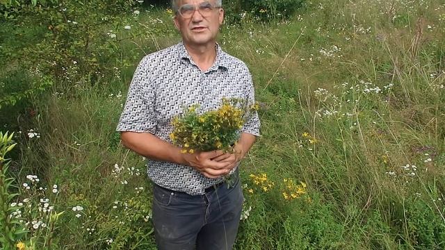 Зверобой продырявленный и его эффективное использование на практике.